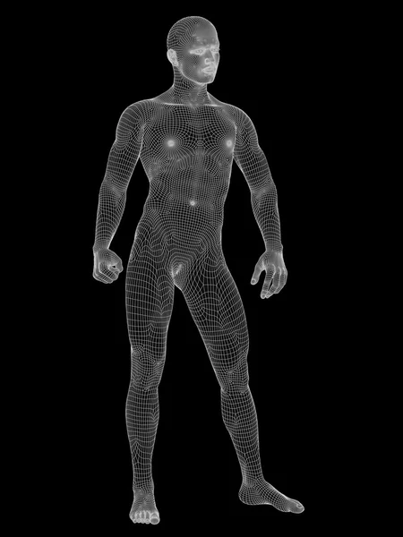 Anatomia masculina feita de branco — Fotografia de Stock