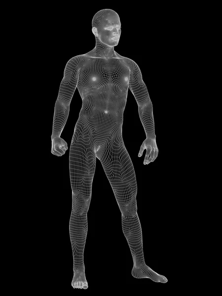 Male anatomy made of white — Stock Photo, Image