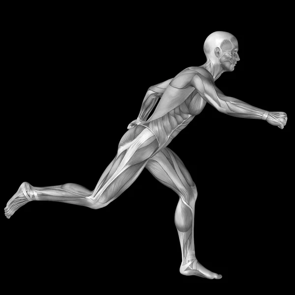 Humano ou homem com músculos — Fotografia de Stock