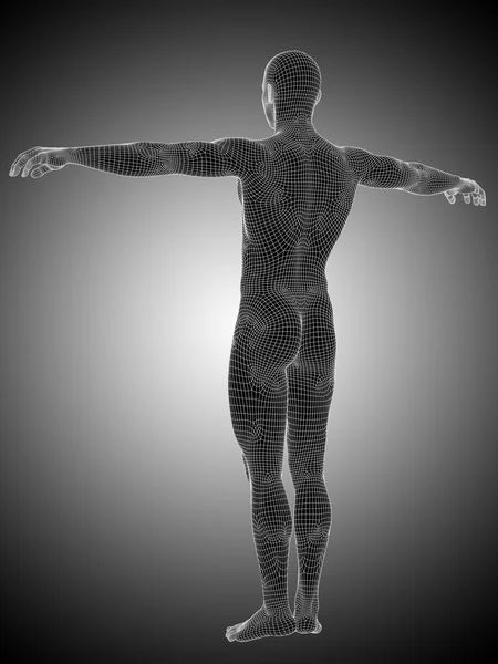 Erkek veya adam anatomisi ayakta — Stok fotoğraf