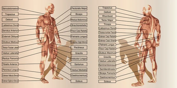 Anatomía y texto del hombre —  Fotos de Stock