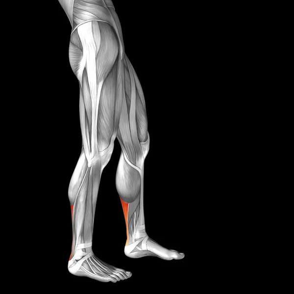 Анатомия ног человека с длиной аддуктора — стоковое фото