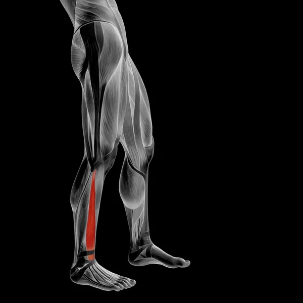 Lower legs anatomy — Stock Photo, Image