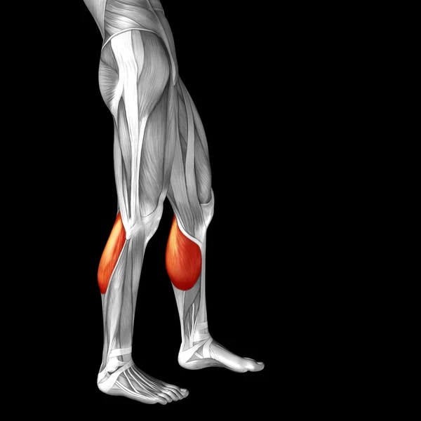 Przywodziciela długiego nogi ludzkiej anatomii — Zdjęcie stockowe