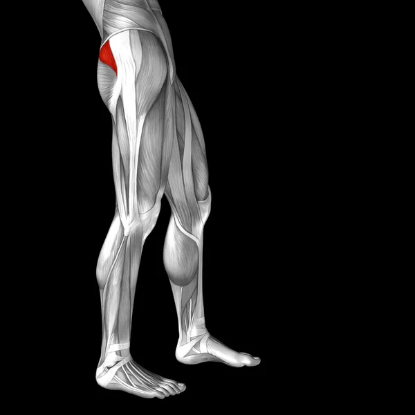 Bovenkant van de benen anatomie en anatomische delen — Stockfoto
