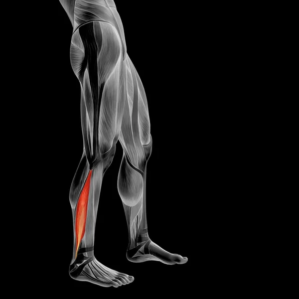 Alt bacaklar anatomisi — Stok fotoğraf