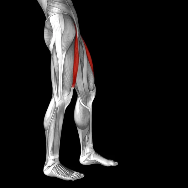Adductor longus mänskliga övre ben — Stockfoto