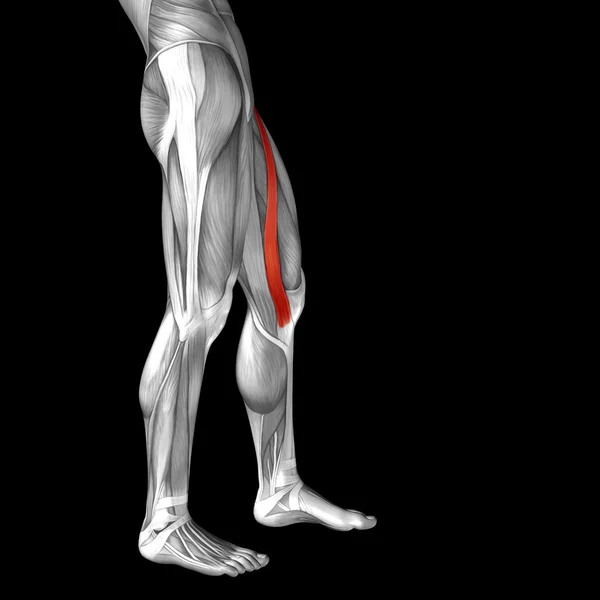 Adductor longus insan üst bacaklar — Stok fotoğraf