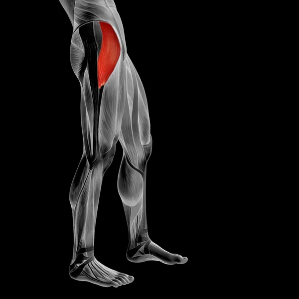 Анатомія верхніх ніг і м'язів — стокове фото