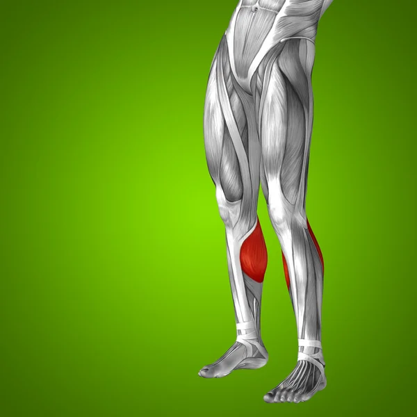 Gastrocnemius mänskliga underbenen — Stockfoto