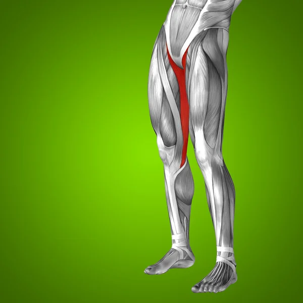 概念人类大腿 — 图库照片