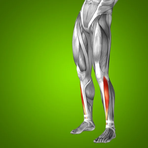 Kończyn dolnych anatomiczne i mięśnie — Zdjęcie stockowe