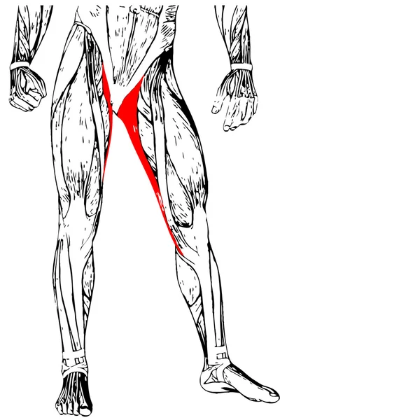 Insan üst bacaklar anatomisi — Stok fotoğraf