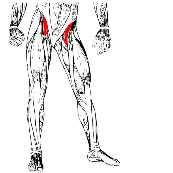 Anatomia das pernas superiores — Fotografia de Stock