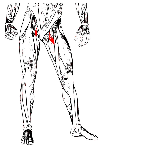 Anatomia humana das pernas superiores — Fotografia de Stock