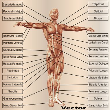 kas ve metin ile 3D insan erkek anatomisi