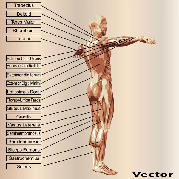 Anatomia maschile umana 3D con muscoli e testo — Vettoriale Stock