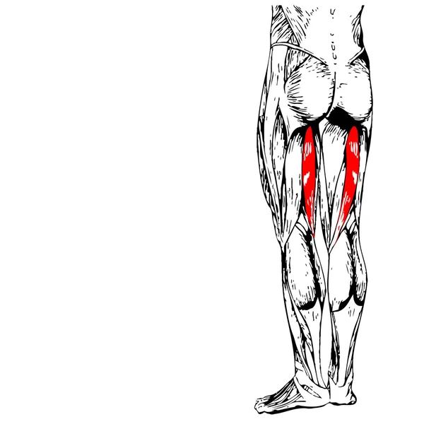 Menselijke bovenbenen anatomie — Stockfoto