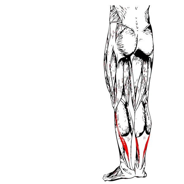 Gastrocnêmio anatomia humana das pernas inferiores — Fotografia de Stock