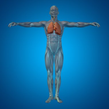 Anatomik insan solunum sistemi