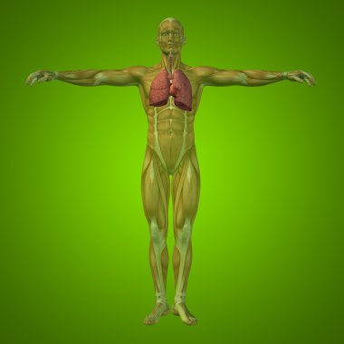 Anatomik insan solunum sistemi