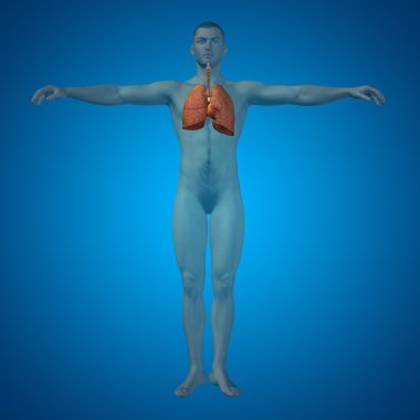 Anatomik insan solunum sistemi