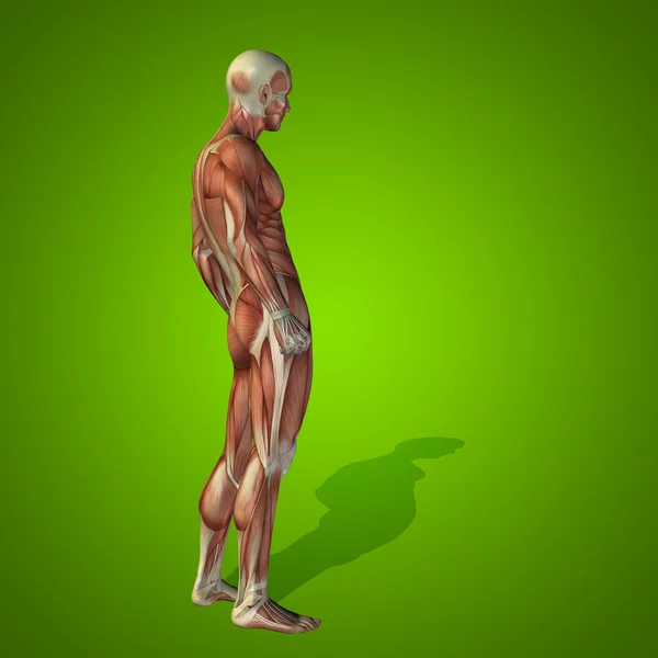 Cuerpo de anatomía con músculos — Foto de Stock