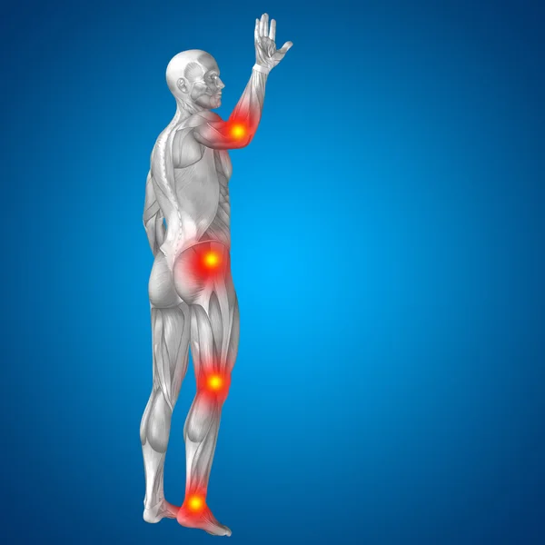 Людина з м'язами для анатомії дизайну — стокове фото