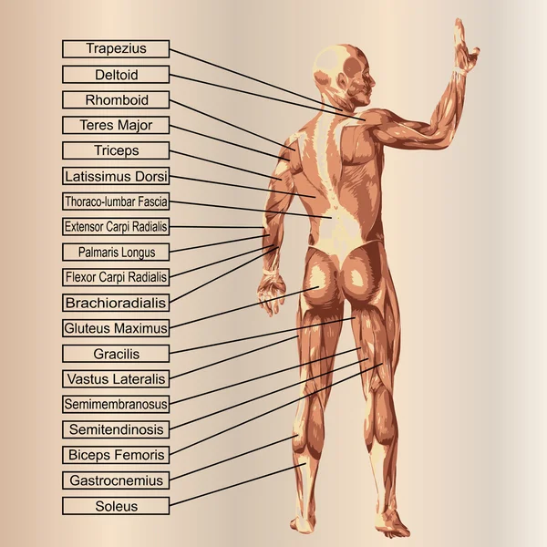 Uomo con muscoli e testo — Foto Stock