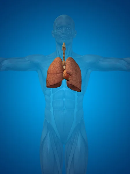 Anatomiczne ludzkiego układu oddechowego — Zdjęcie stockowe