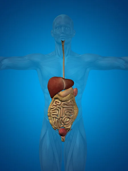 Анатомическая система пищеварения человека — стоковое фото