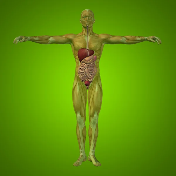 Anatomiska mänskliga matsmältningssystemet — Stockfoto