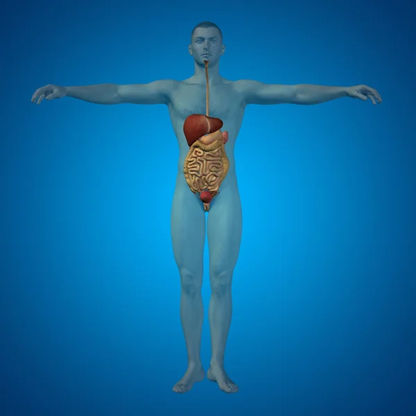 Anatomické lidský trávicí systém — Stock fotografie