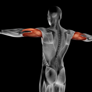 Triceps insan anatomisi