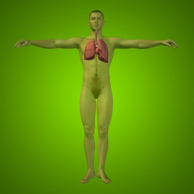 Anatomik insan solunum sistemi