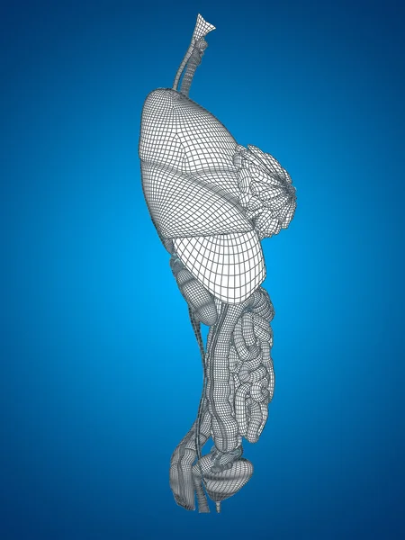 Sistema digestivo de malha wireframe — Fotografia de Stock