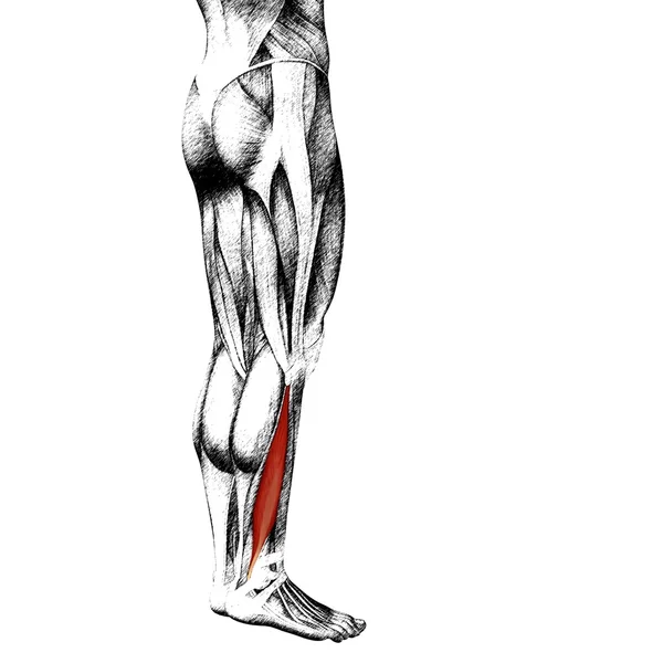 Människans lägre ben anatomi — Stockfoto