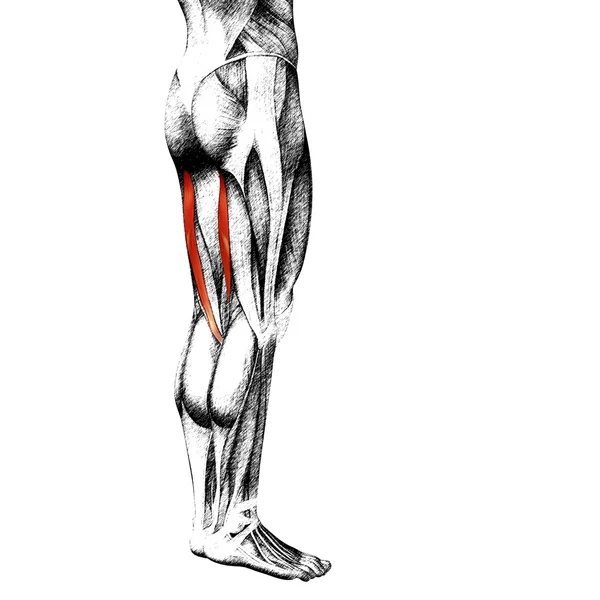 Gastrocnemius human upper legs  anatomy — Stock Photo, Image