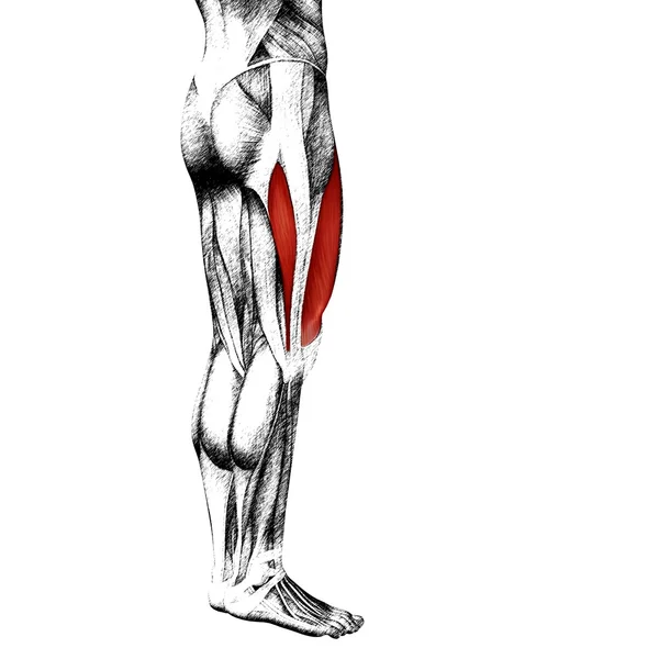 腓腹筋上部脚の人間の解剖学 — ストック写真