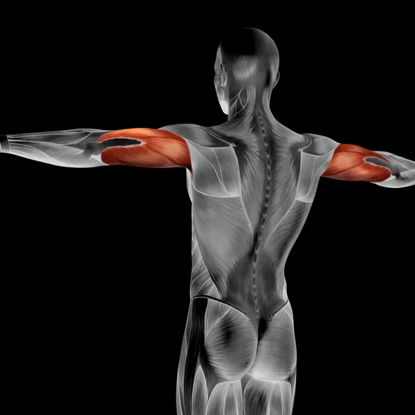 Triceps กายวิภาคของมนุษย์ — ภาพถ่ายสต็อก