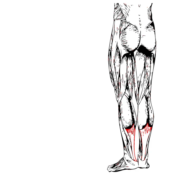 Gastrocnemius nižší nohy anatomie člověka — Stock fotografie