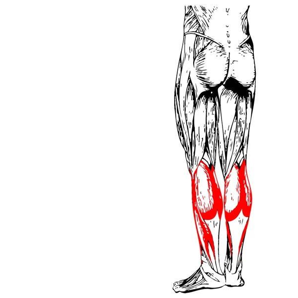 Анатомия нижних конечностей человека — стоковое фото