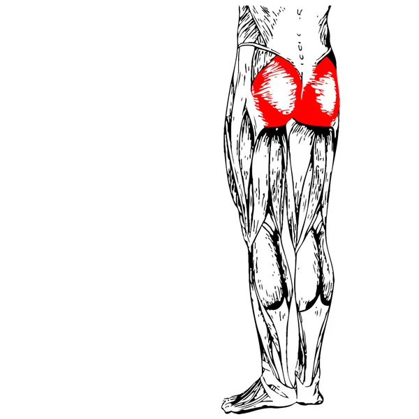 Anatomia człowieka górnej nogi — Zdjęcie stockowe