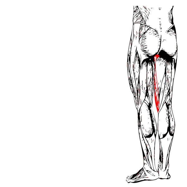 Människans övre ben anatomi — Stockfoto