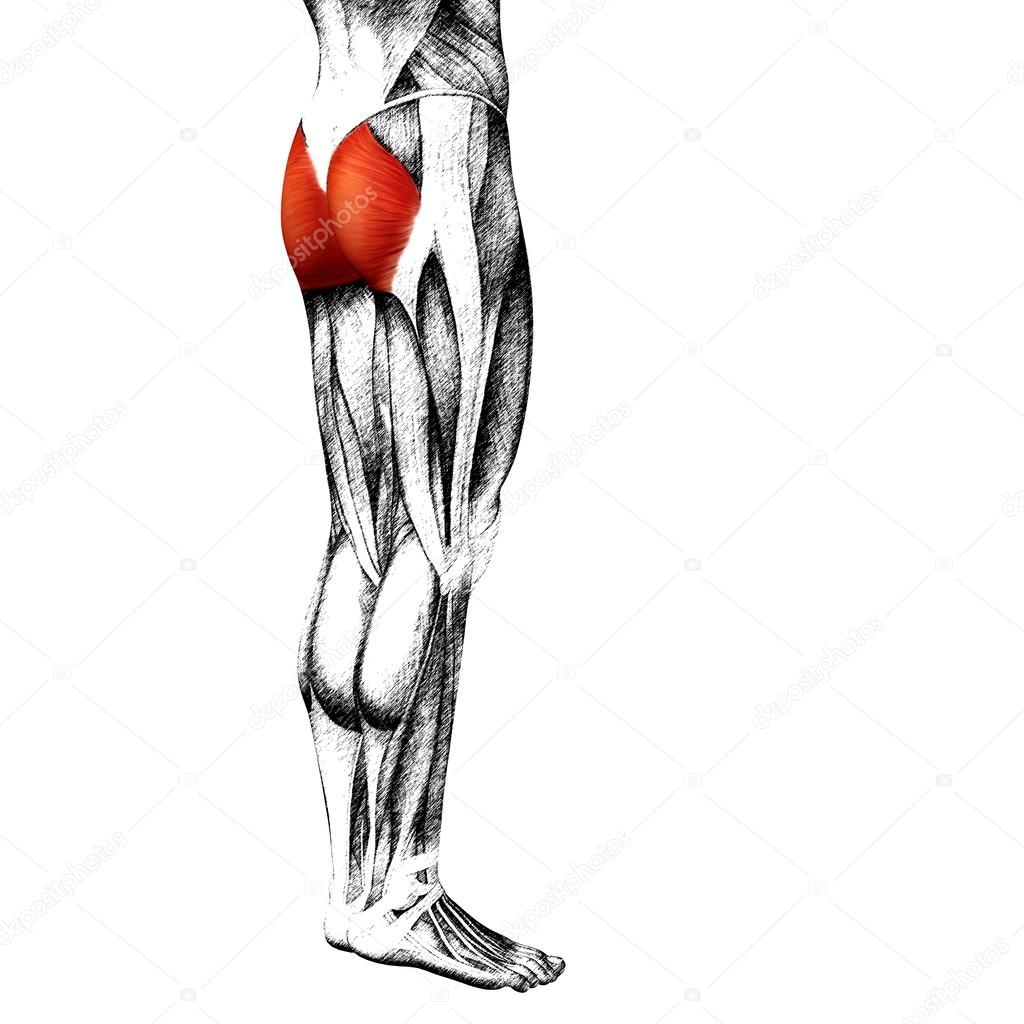 gastrocnemius human upper legs  anatomy