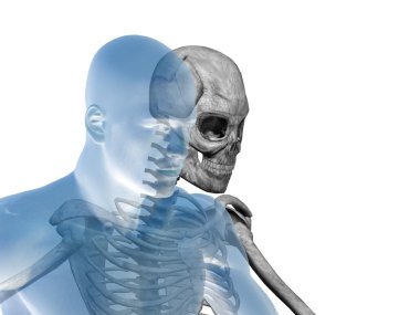 Kemikleri insan anatomisi