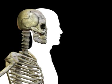 Kemikleri insan anatomisi