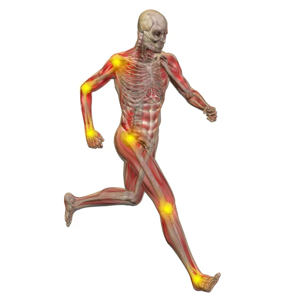 Anatomie člověka — Stock fotografie