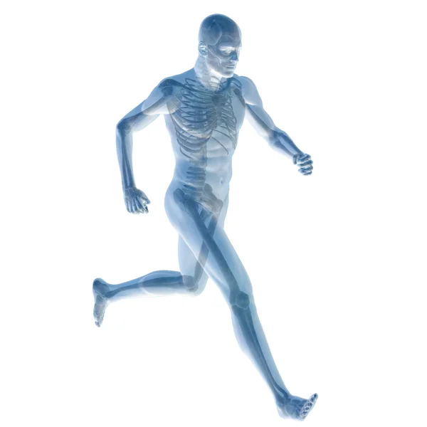 Man blue anatomy on white background — Stock Photo, Image