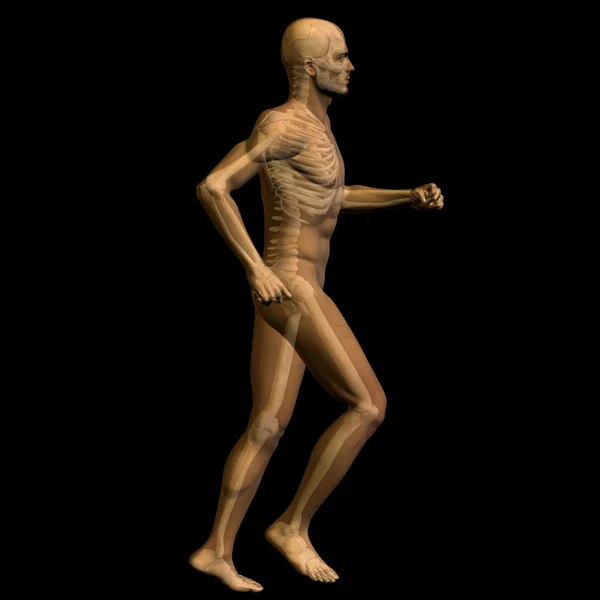 Anatomía del hombre sobre fondo negro —  Fotos de Stock